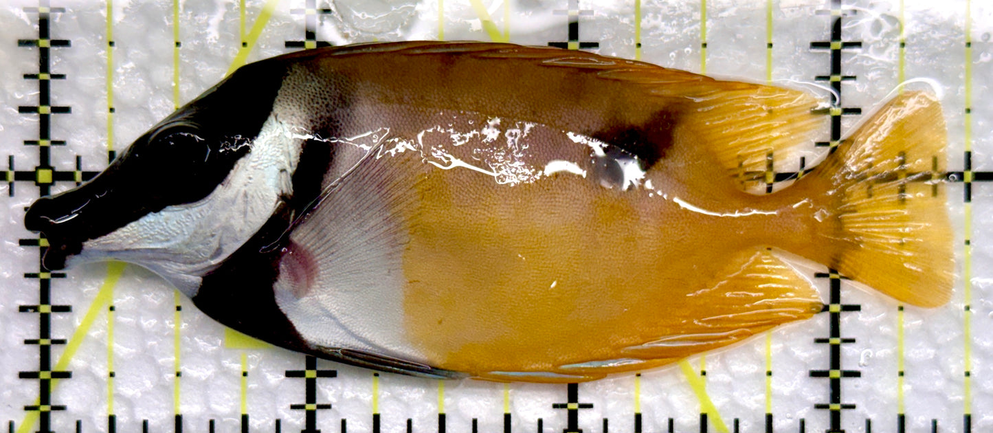 Onespot Foxface OF100501 WYSIWYG Size: M 3.5"