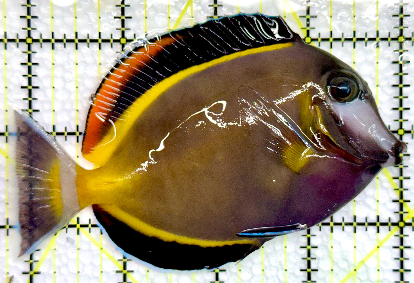 Powder Brown Tang PBT100501 WYSIWYG Size: XL 4.25"