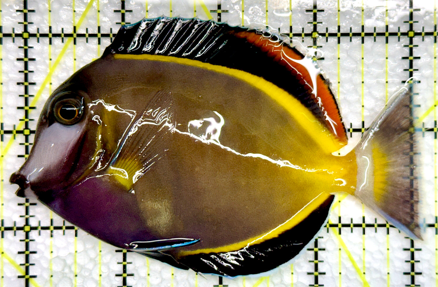 Powder Brown Tang PBT100501 WYSIWYG Size: XL 4.25"