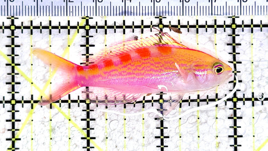 Red Saddled Anthias RSA080302 WYSIWYG Size: M 2.75" approx