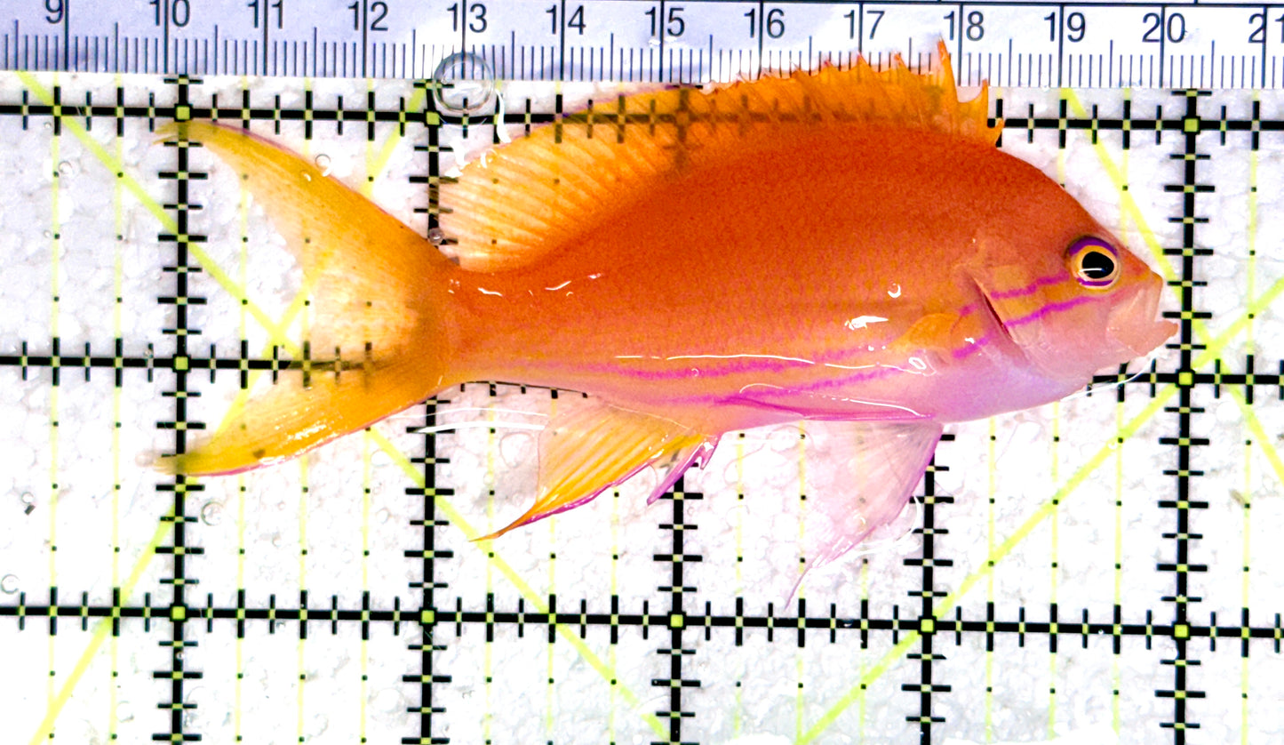 Squareback Anthias (Female) SA080302 WYSIWYG Size: L 4" approx