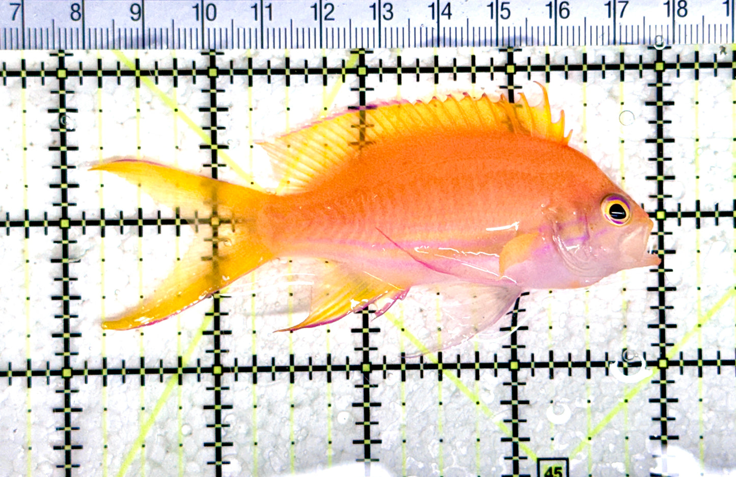 Squareback Anthias (Female) SA080301 WYSIWYG Size: L 4" approx