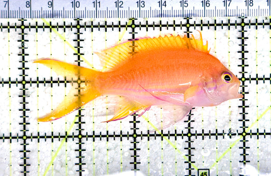 Squareback Anthias (Female) SA080301 WYSIWYG Size: L 4" approx