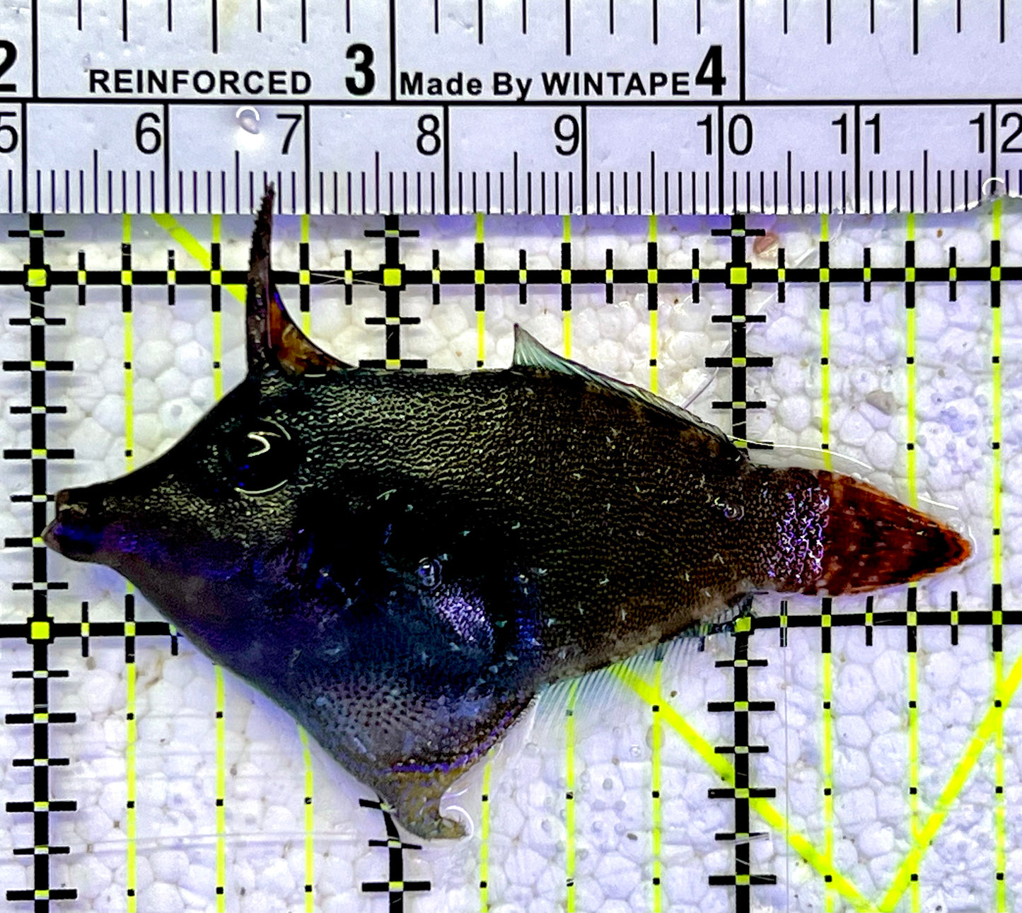 Red Tail  Filefish RTF060801 WYSIWYG Size: M 2.75"