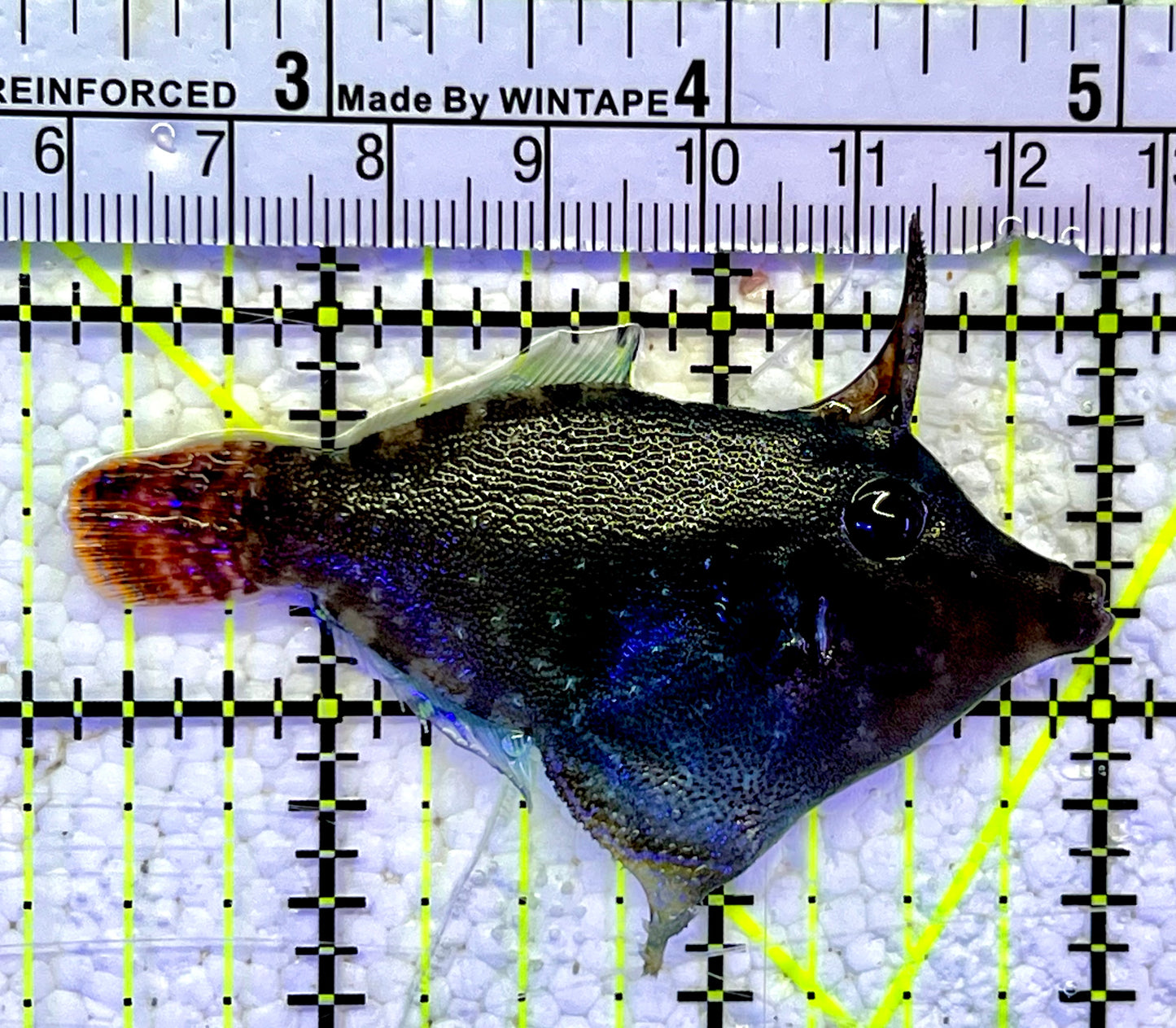 Red Tail  Filefish RTF060801 WYSIWYG Size: M 2.75"