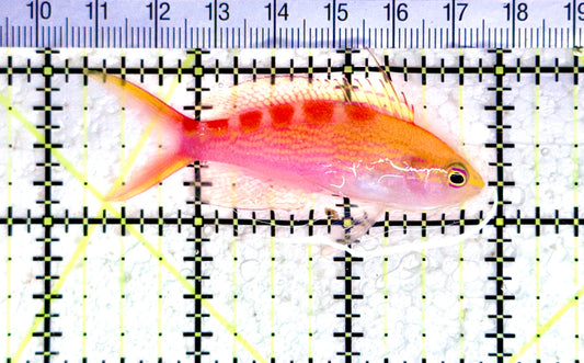 Red Saddled Anthias RSA080301 WYSIWYG Size: M 2.75" approx