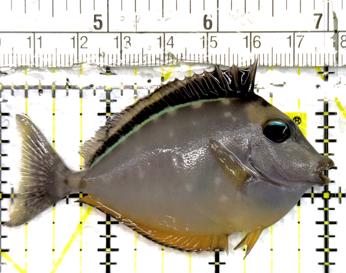 Naso Tang NT100702 WYSIWYG Size: M 3" approx