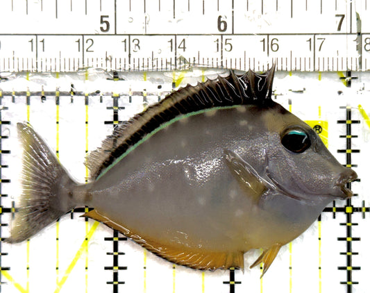 Naso Tang NT100702 WYSIWYG Size: M 3" approx