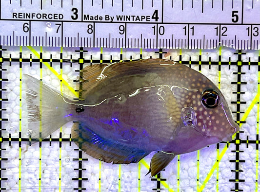 Maculiceps Tang Juvenile MT060801 WYSIWYG Size: S 2.75"