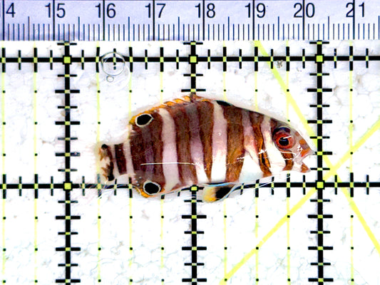 Harlequin Tuskfish HT080303 WYSIWYG Size: S 2" approx