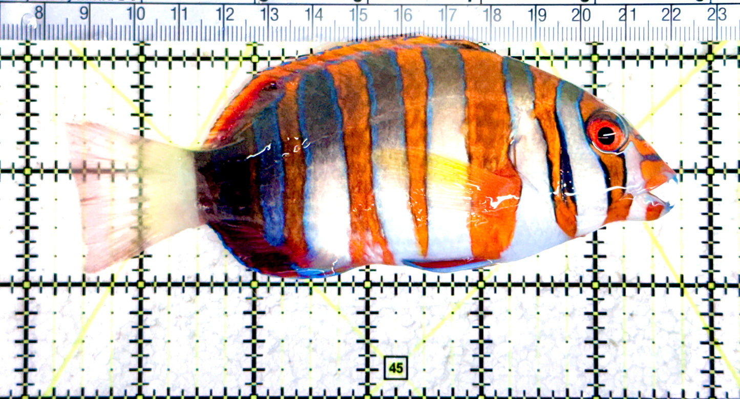 Harlequin Tuskfish HT080302 WYSIWYG Size: XL 5.25" approx