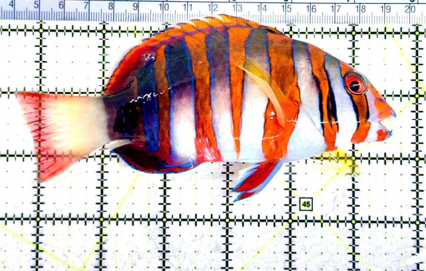 Harlequin Tuskfish HT080301 WYSIWYG Size: XL  6" approx