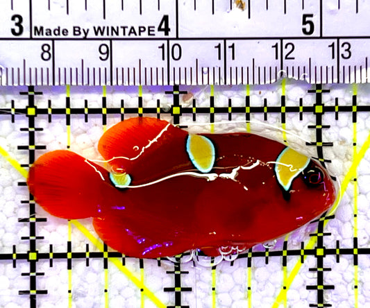 Gold Bar Maroon Clownfish Bali Grade A (Wild Caught) GMC060802 WYSIWYG Size: M 2"