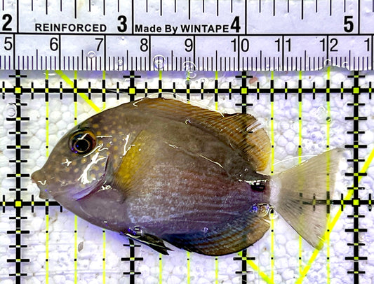 Maculiceps Tang Juvenile MT060802 WYSIWYG Size: S 2.75"