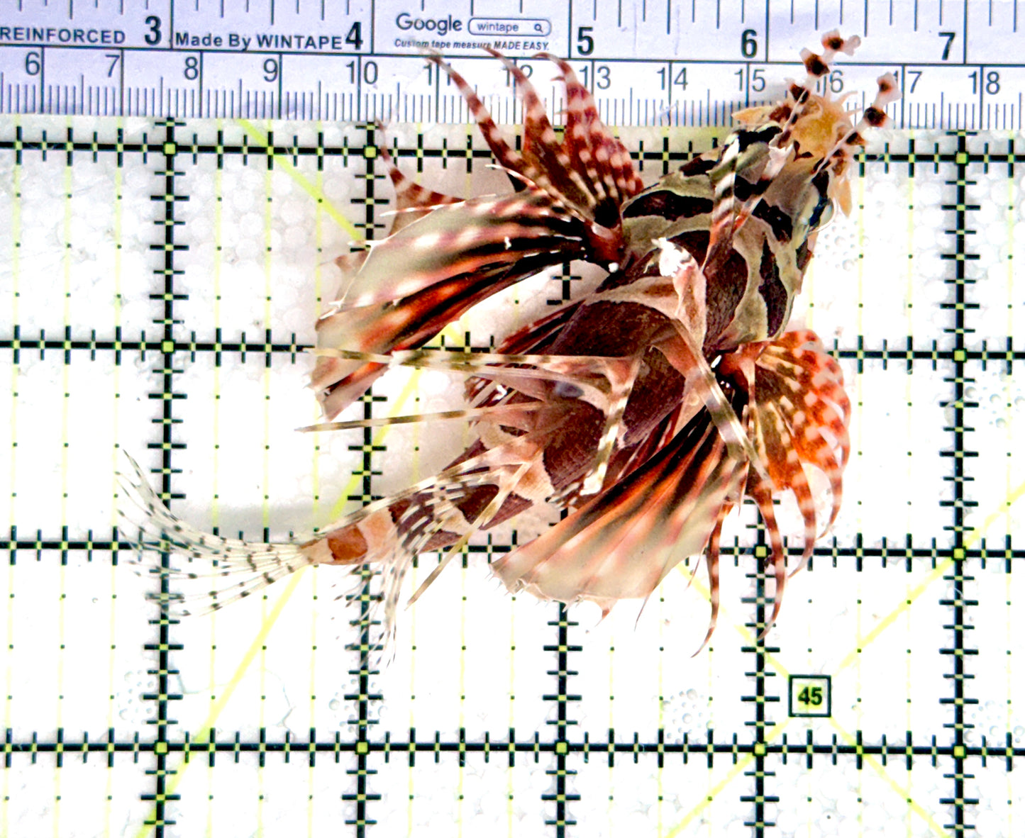 Dwarf Zebra Lionfish DZL080302 WYSIWYG Size: XL 5" approx