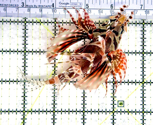 Dwarf Zebra Lionfish DZL080302 WYSIWYG Size: XL 5" approx