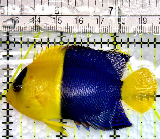 Bicolor Angelfish BA100501 WYSIWYG Size: L 2.75"