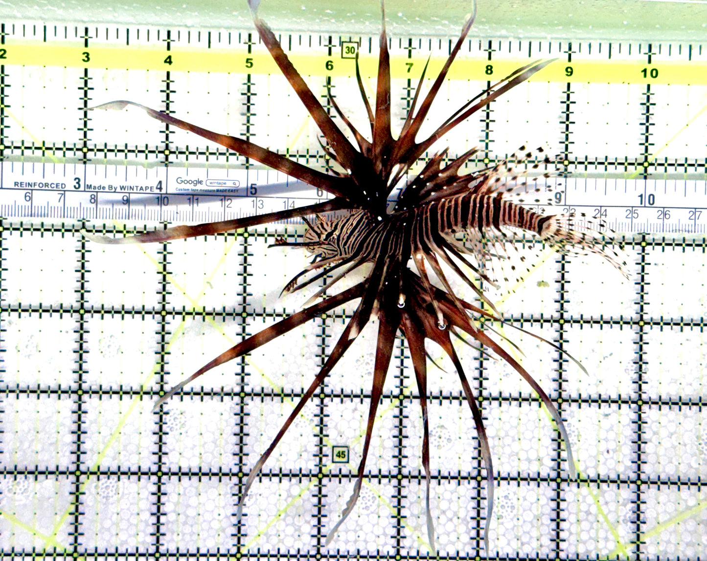 Black Volitan Lionfish BVL080301 WYSIWYG Size: XL 5" approx
