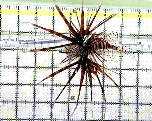Black Volitan Lionfish BVL080301 WYSIWYG Size: XL 5" approx