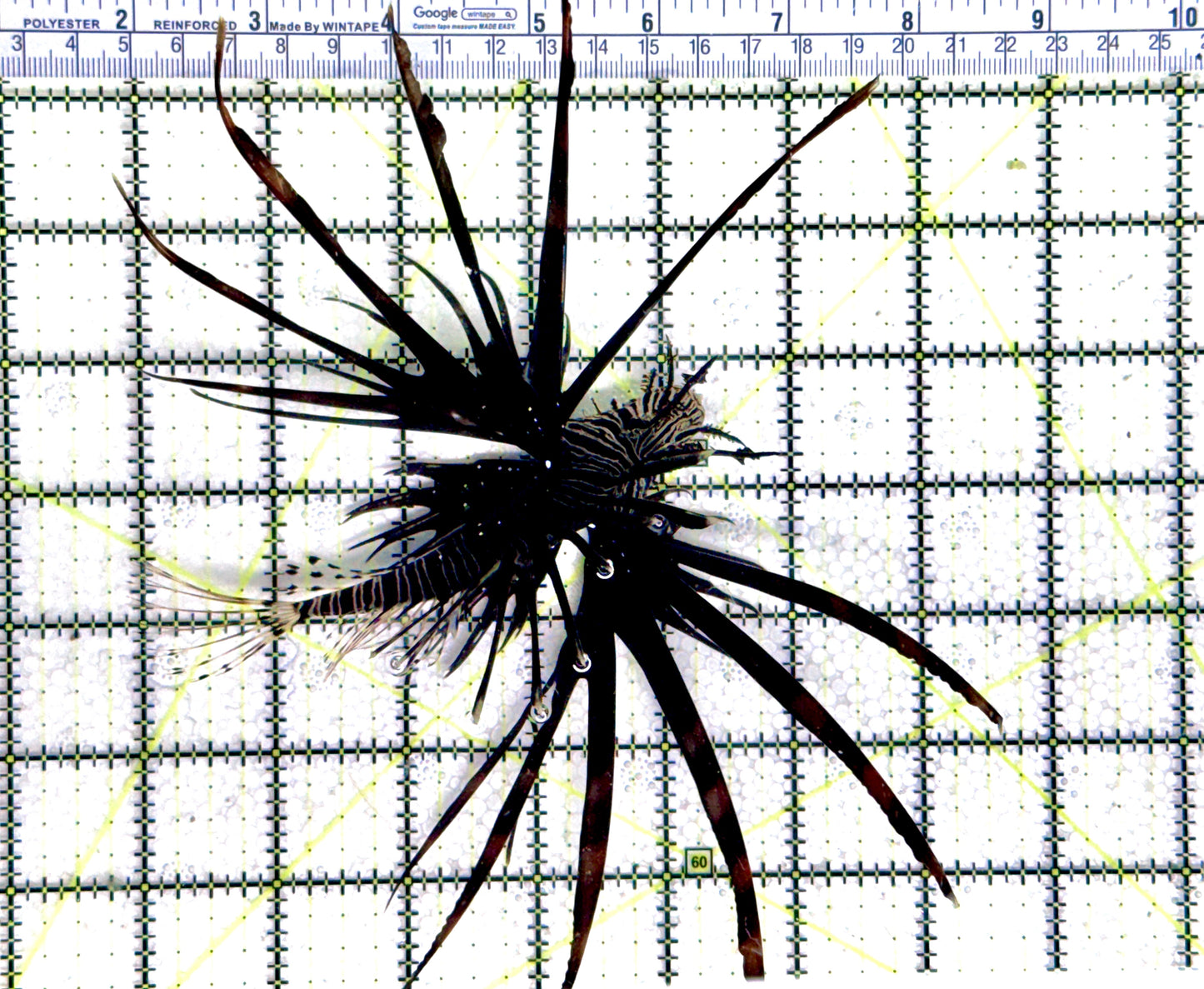 Black Volitan Lionfish BVL080301 WYSIWYG Size: XL 6" approx