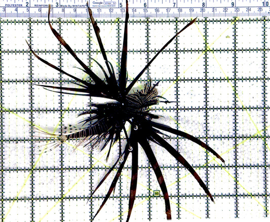 Black Volitan Lionfish BVL080301 WYSIWYG Size: XL 6" approx