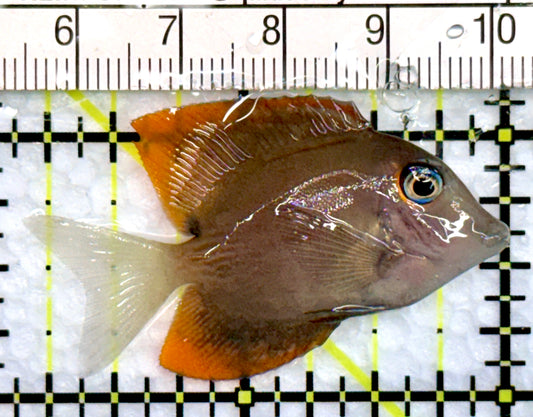 Flame Fin Tomini Tang FTT100503 WYSIWYG  Size: S 1.75"