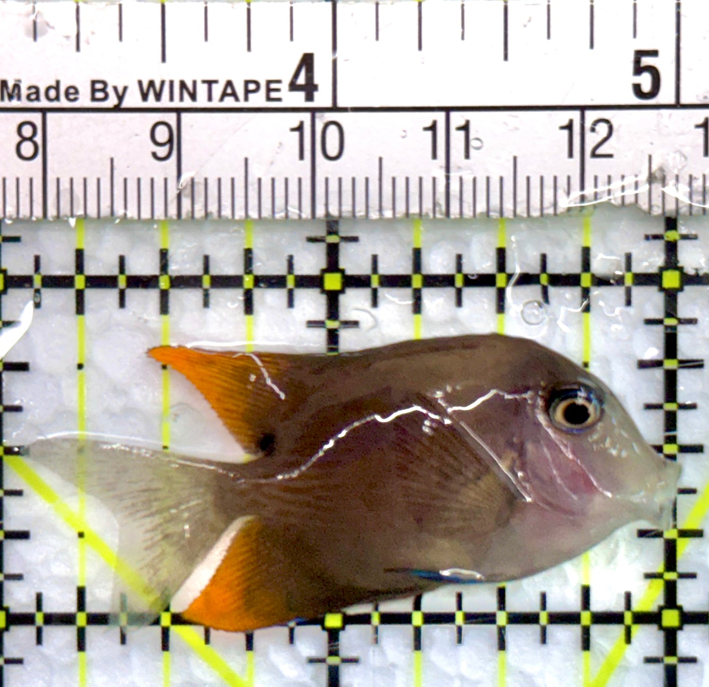 Flame Fin Tomini Tang FTT100504 WYSIWYG  Size: S 2"