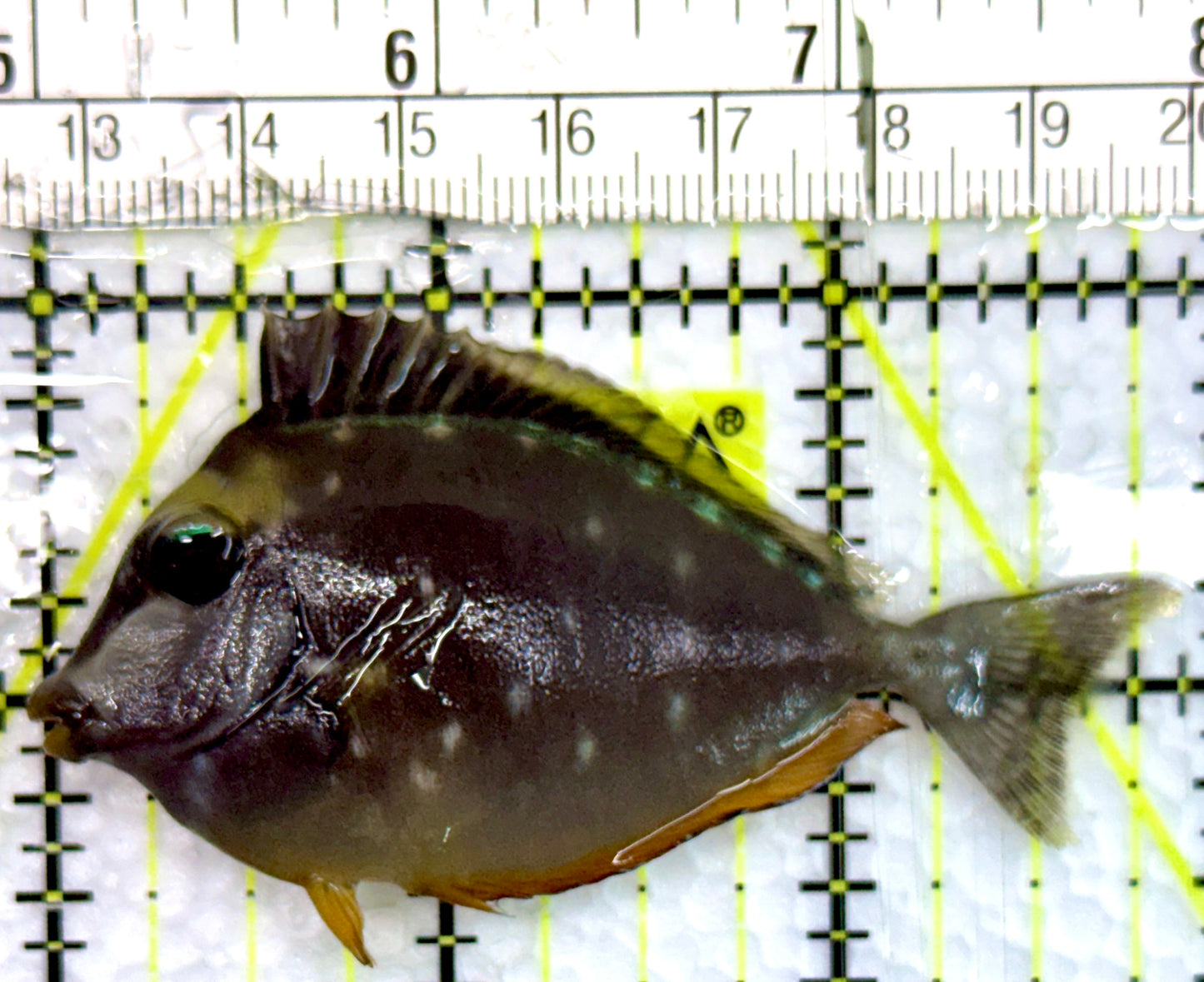 Naso Tang NT100502 WYSIWYG Size: S 3"