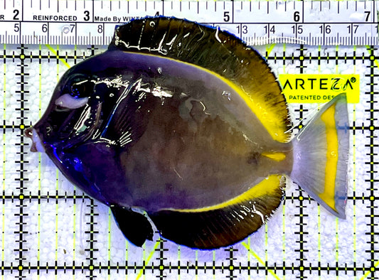 Gold Rim Tang GRT060803 WYSIWYG Size: L 4.75"
