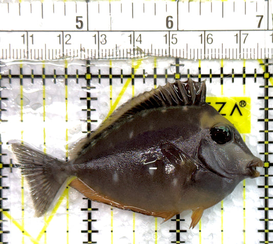 Naso Tang NT100704 WYSIWYG Size: M 3" approx