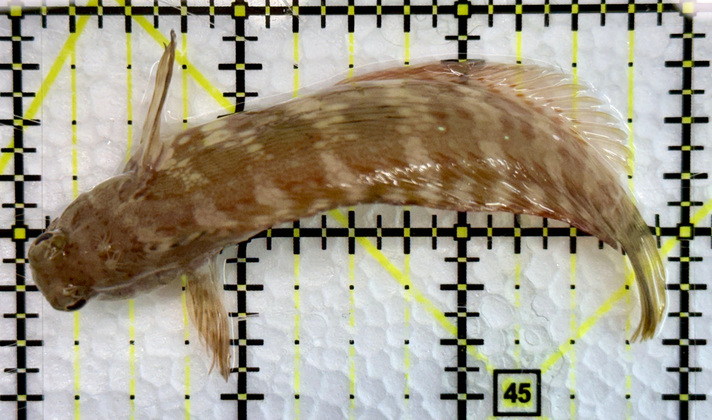 Lawnmower Blenny LB100501 WYSIWYG Size: L 3.25"