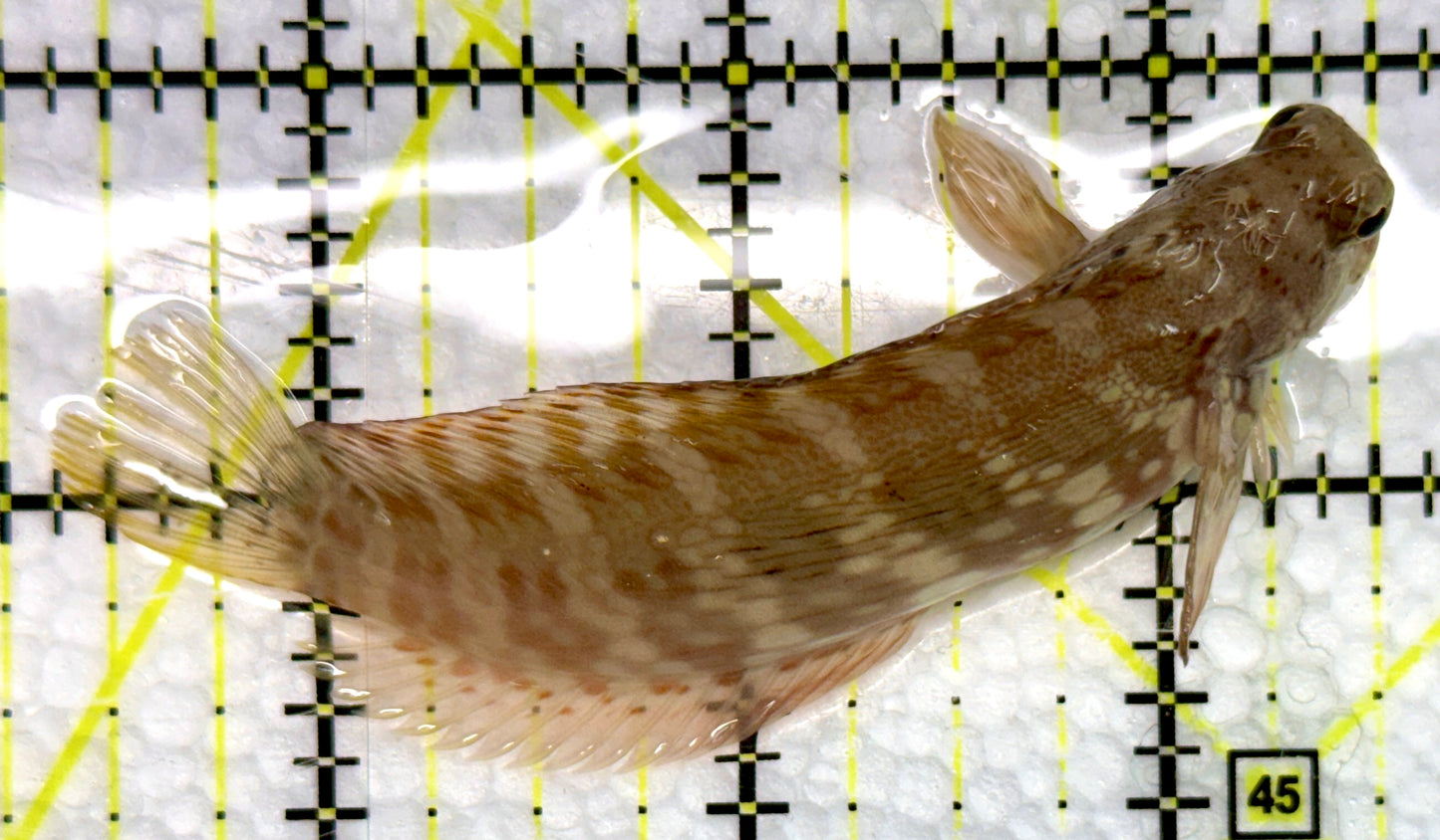 Lawnmower Blenny LB100501 WYSIWYG Size: L 3.25"