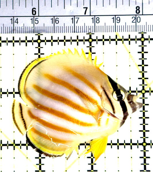 Ornate Butterflyfish OB080301 WYSIWYG Size: M 2.5" approx