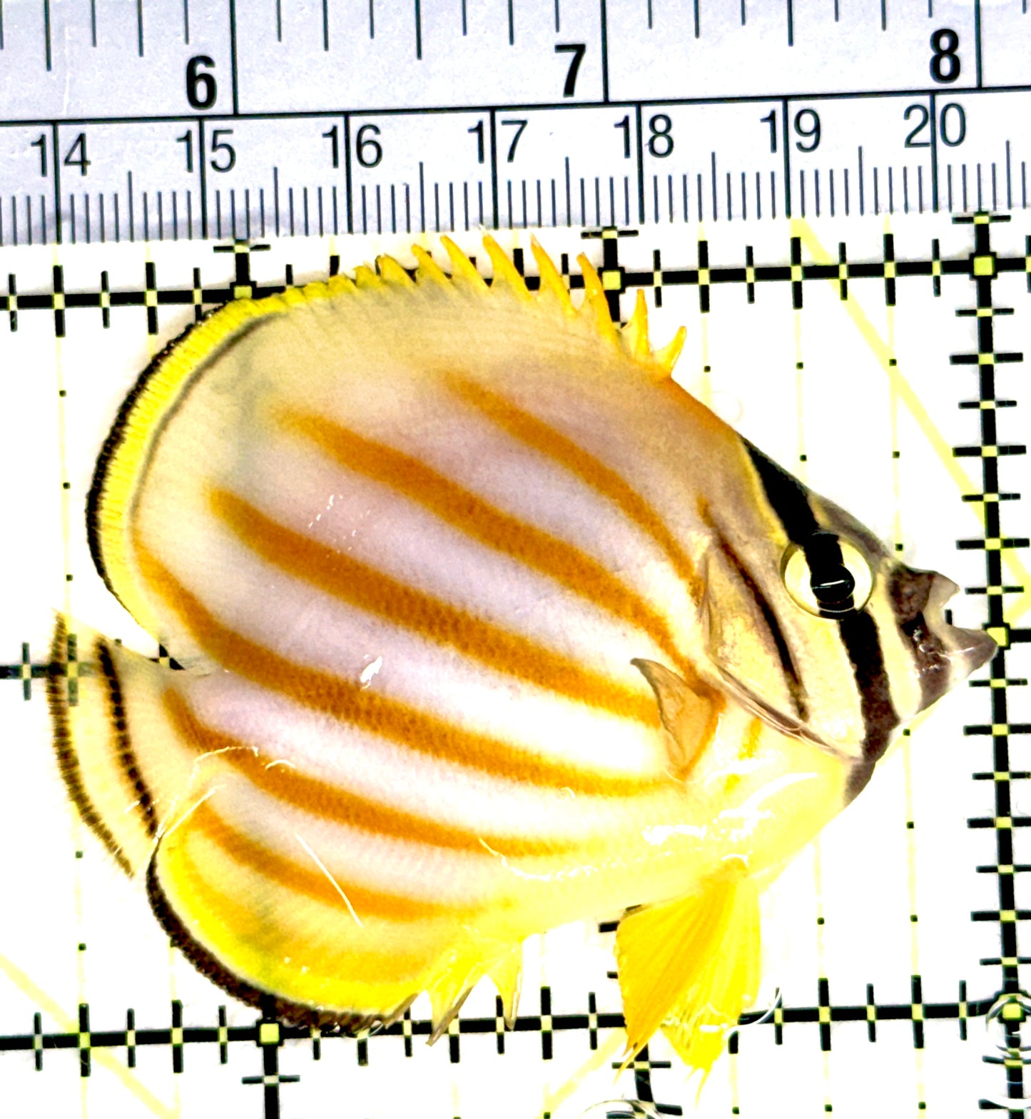 Ornate Butterflyfish OB080302 WYSIWYG Size: M 2.5" approx