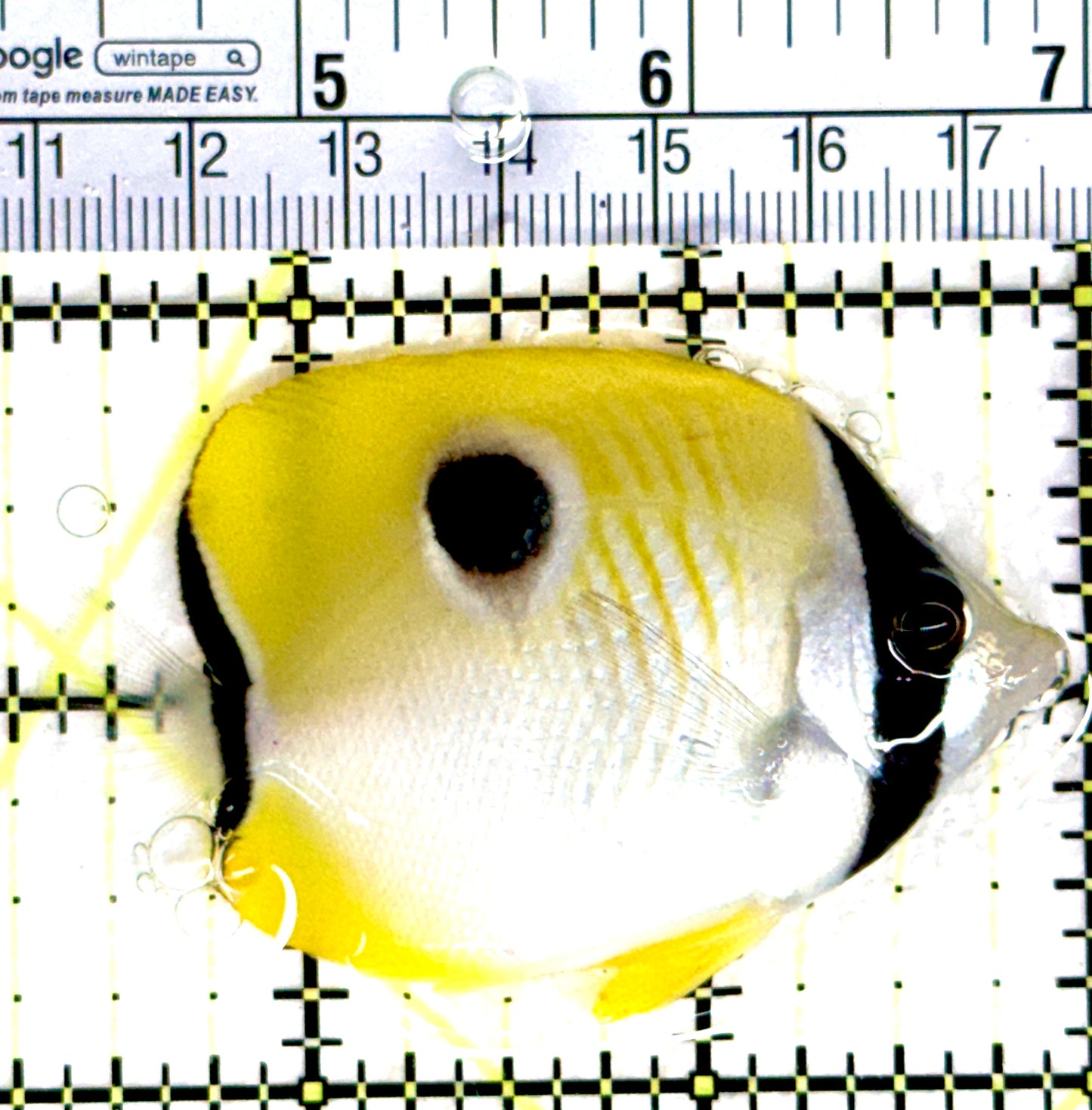 Teardrop Butterflyfish TB080301 WYSIWYG Size: M 2.5" approx