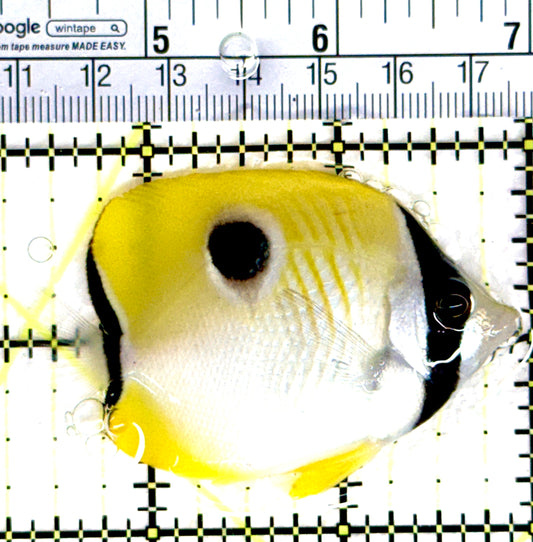 Teardrop Butterflyfish TB080301 WYSIWYG Size: M 2.5" approx