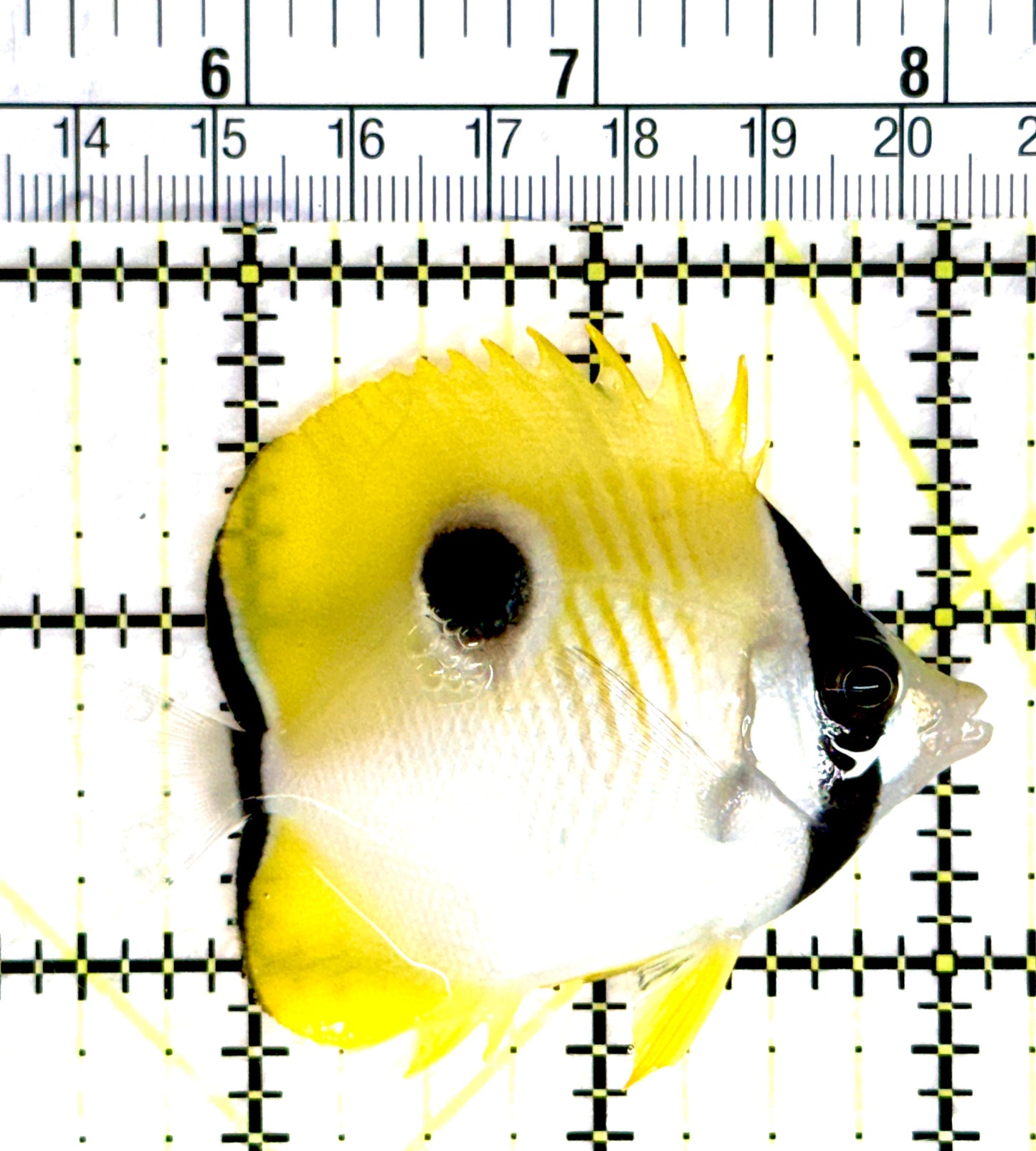 Teardrop Butterflyfish TB080302 WYSIWYG Size: M 2.5" approx