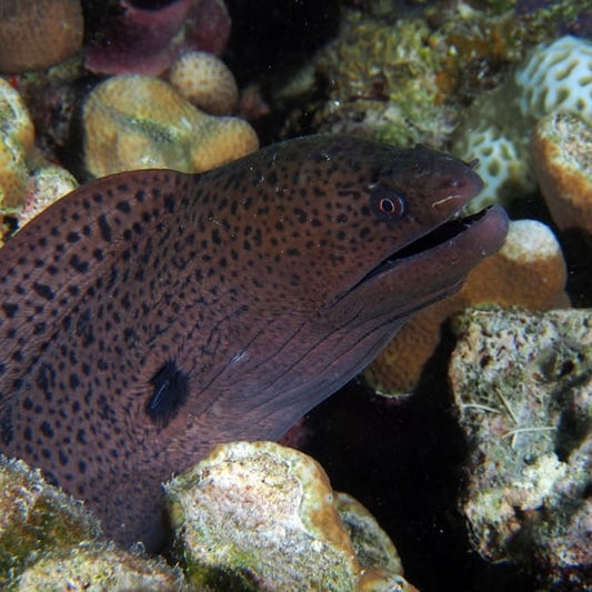 Giant Moray Eel Size: S 8" to 10"
