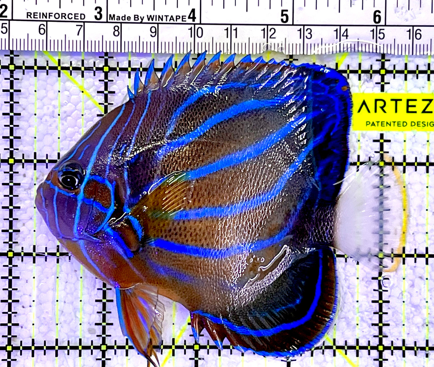 Blue Ring Angelfish Adult BRA060802 WYSIWYG Size: S 4"