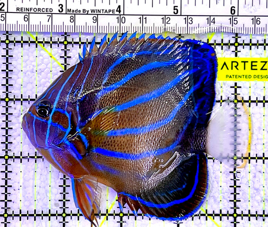 Blue Ring Angelfish Adult BRA060802 WYSIWYG Size: S 4"