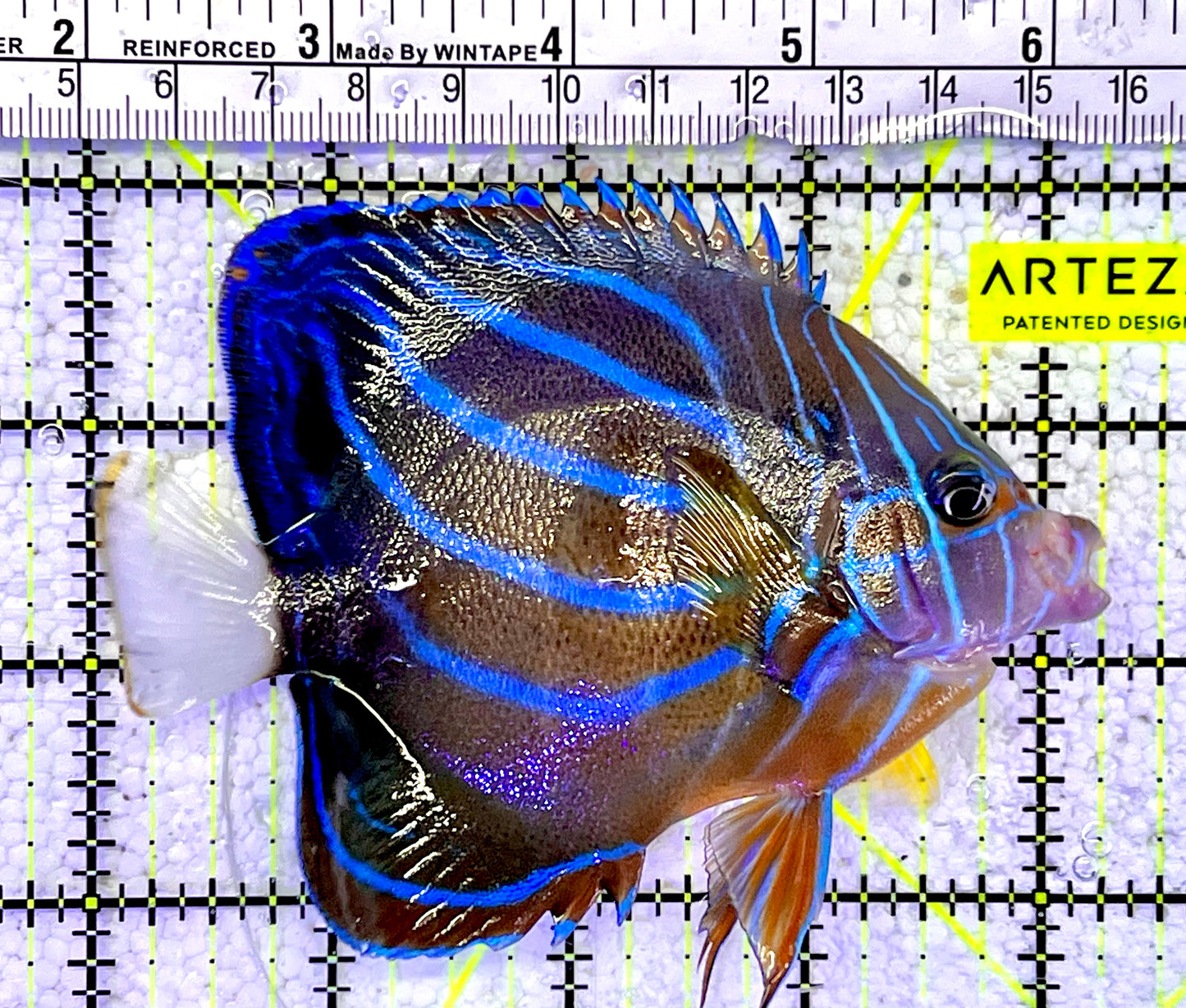Blue Ring Angelfish Adult BRA060802 WYSIWYG Size: S 4"