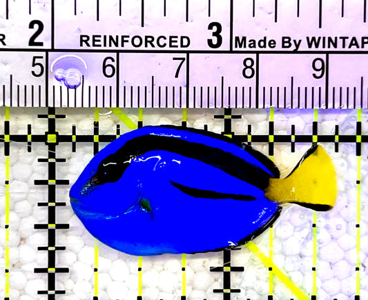 Blue Hippo Tang BHT060906 WYSIWYG Size: Tiny 1.5"