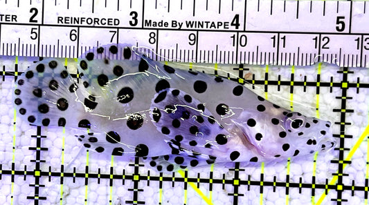 Panther Grouper PG060801 WYSIWYG Size: M 3.25"