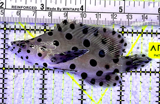 Panther Grouper PG060802 WYSIWYG Size: M 3.75"