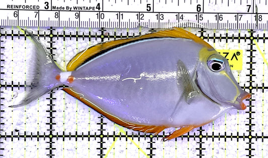 Blonde Naso Tang BNT060901 WYSIWYG Size: M 4.75"