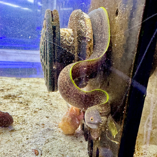 Rare Yellow-edged Moray Eel Size: S 8" to 10"