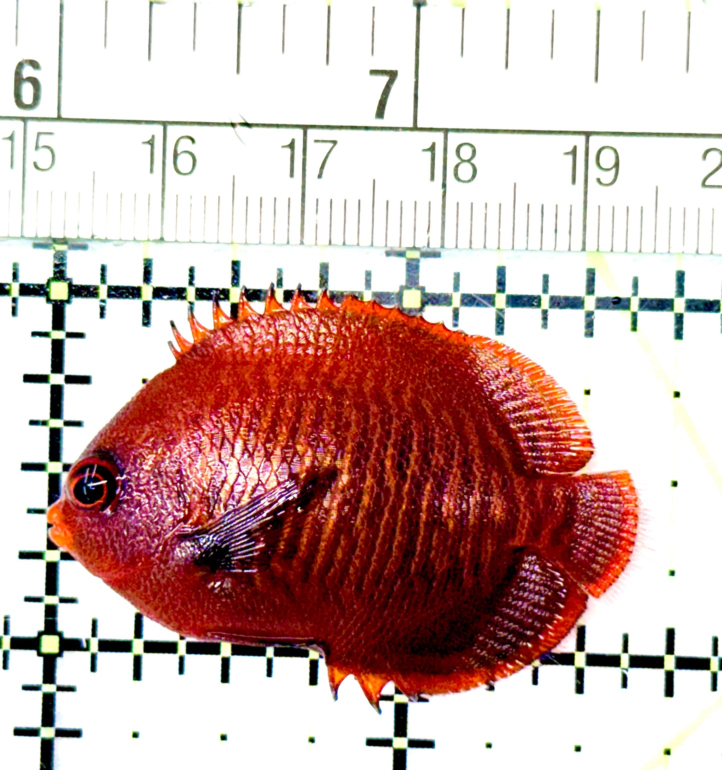 Golden Angelfish GA080601 WYSIWYG Size: 1.75"