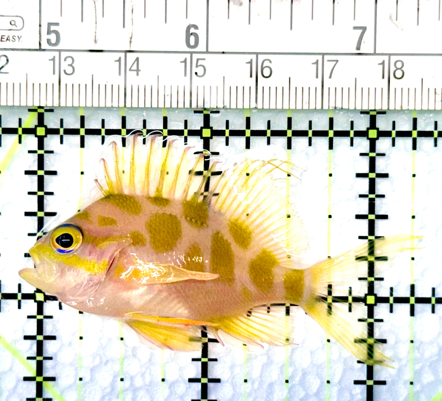 Borbonius Anthias BA080601 WYSIWYG Size: M 2.25"