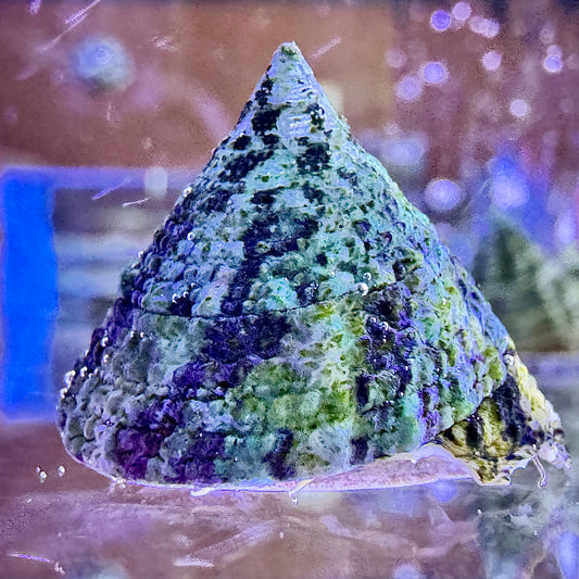 Trochus Snail