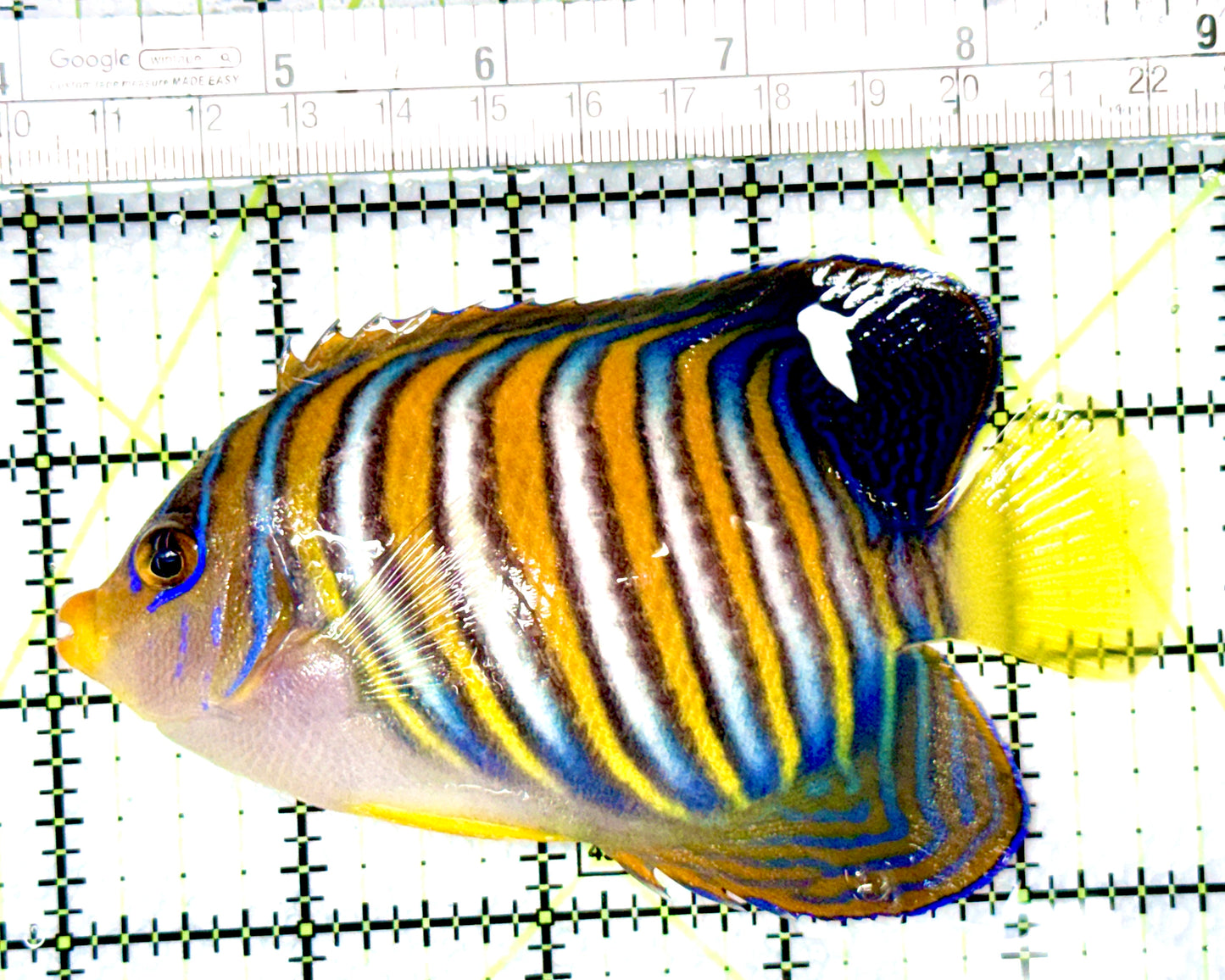 Regal Angelfish RA080601 WYSIWYG Size: L 4.75"